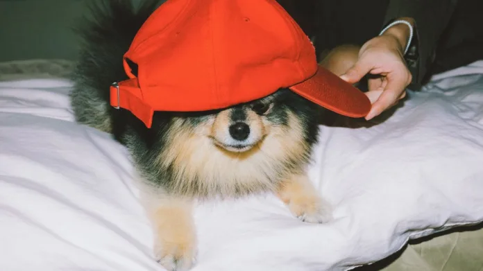 BTS V's Pet Debuts in The Layover's Title Track Slow Dancing